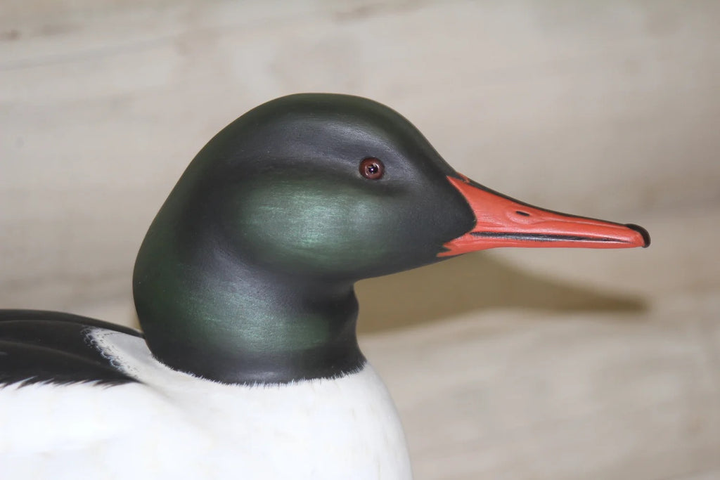 Common Merganser Drake