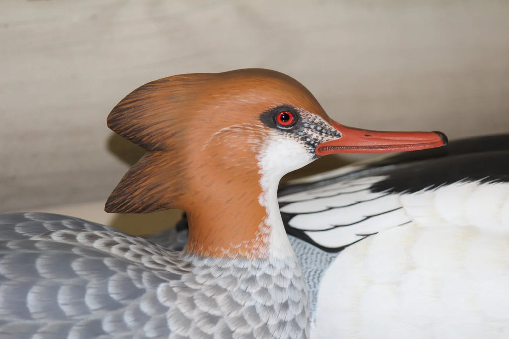 Common Mergansers