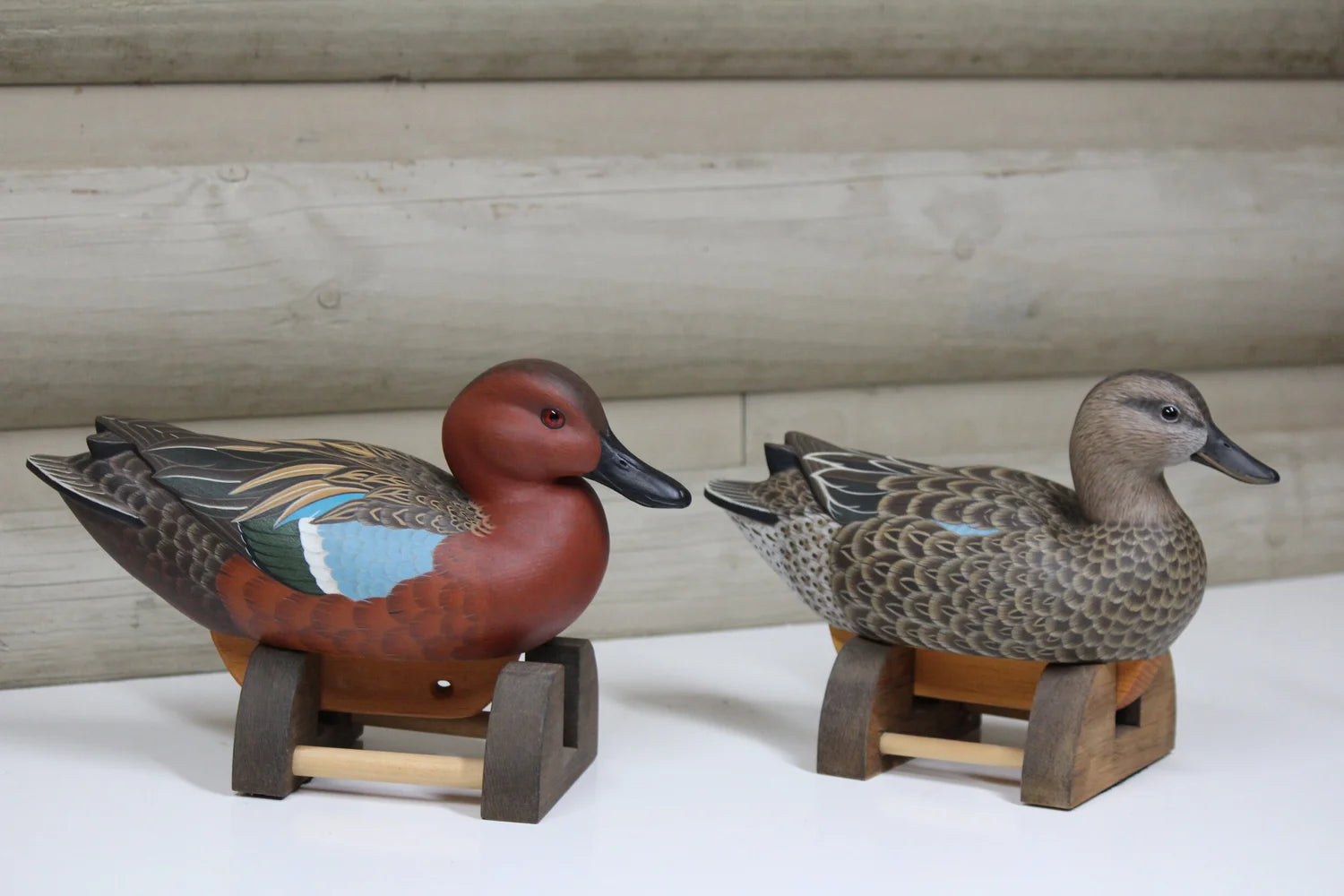 Cinnamon Teal