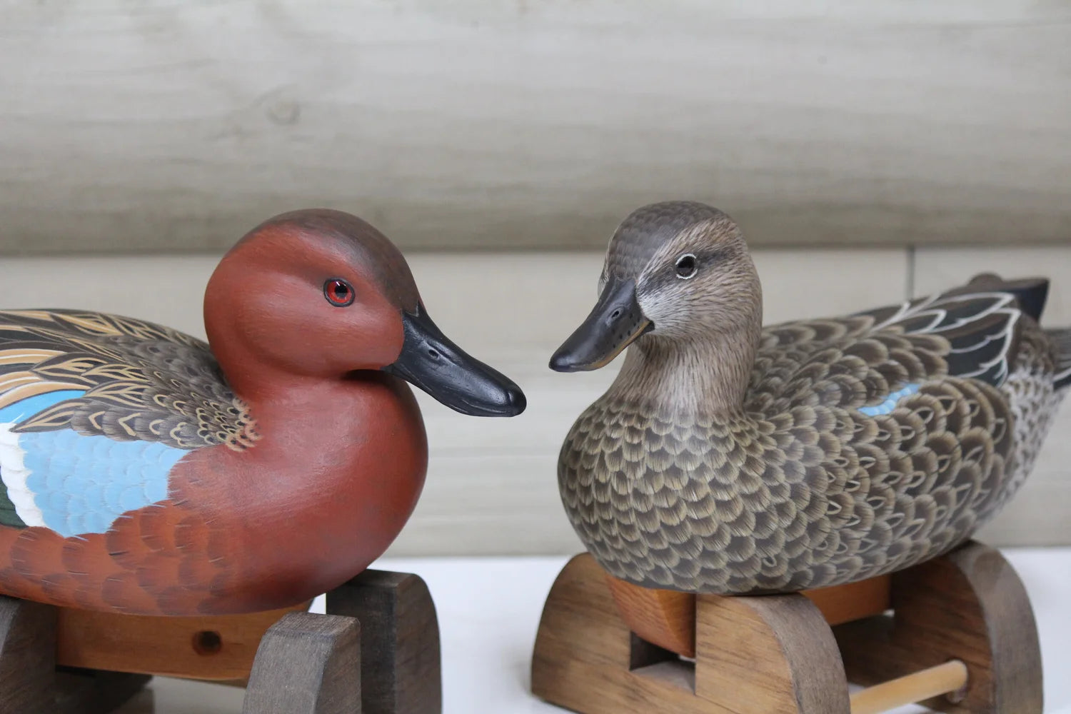 Cinnamon Teal