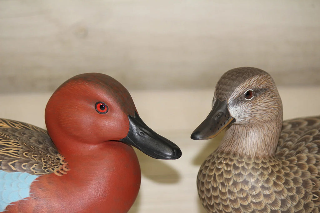Cinnamon Teal