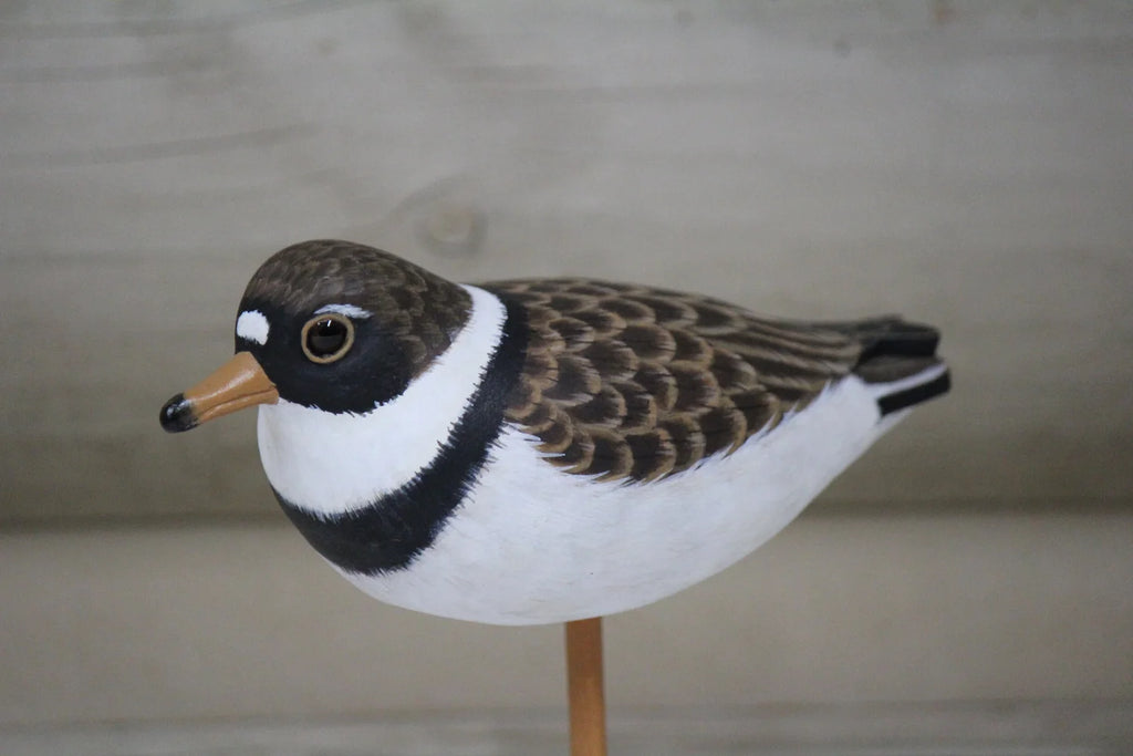 Plover