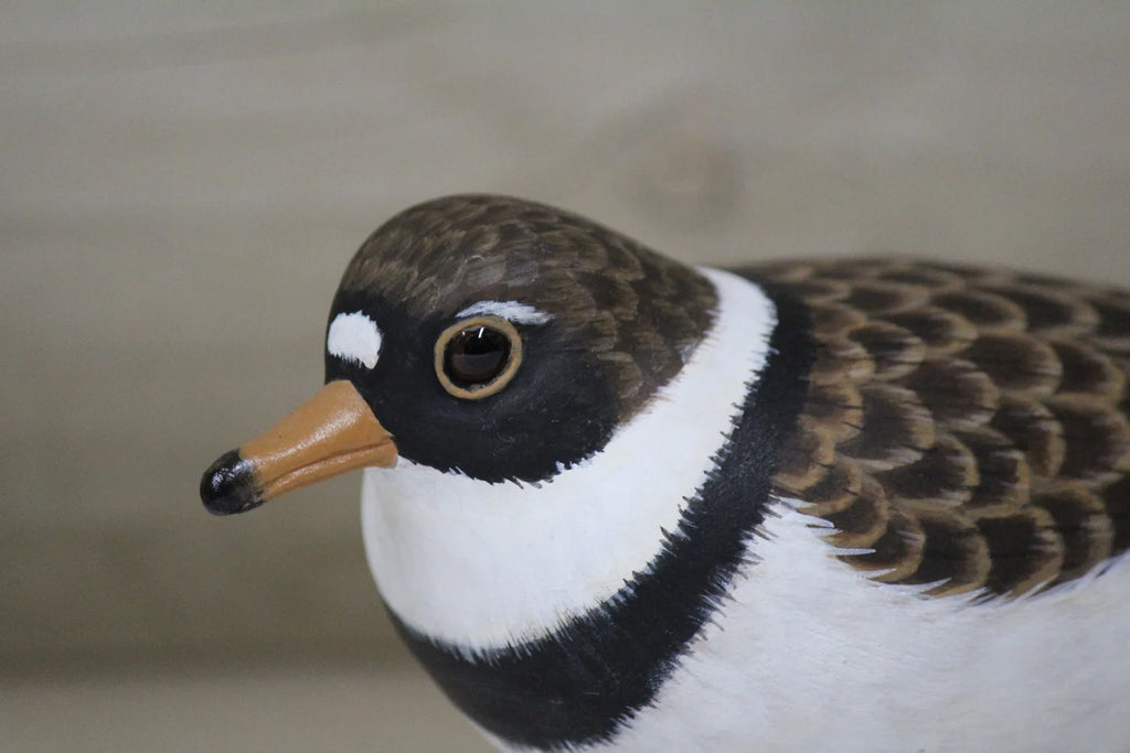 Plover