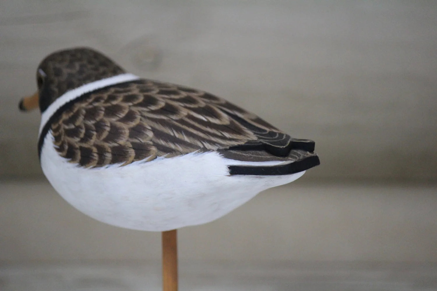 Plover