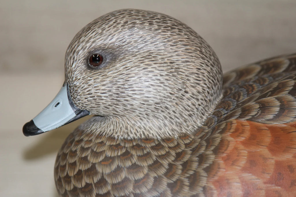 Widgeon Pair