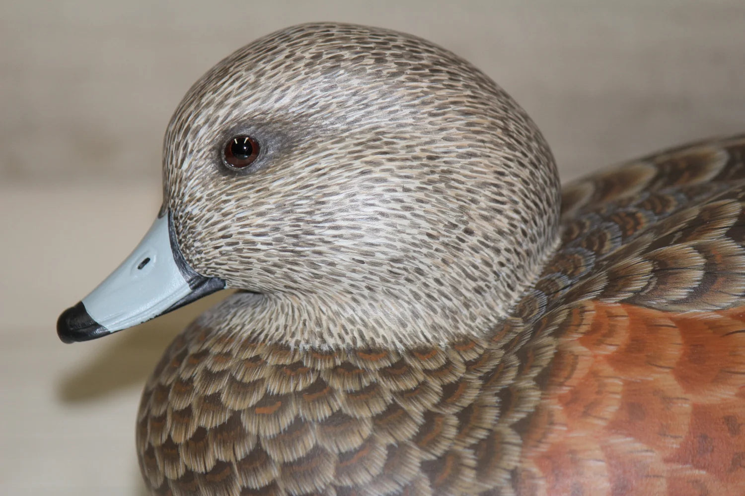 Widgeon Pair