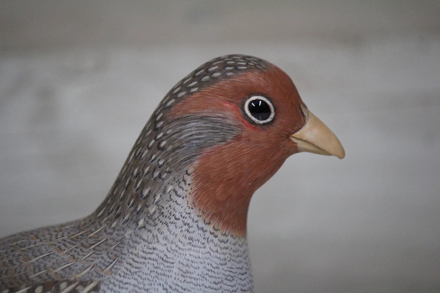 Hungarian Partridge