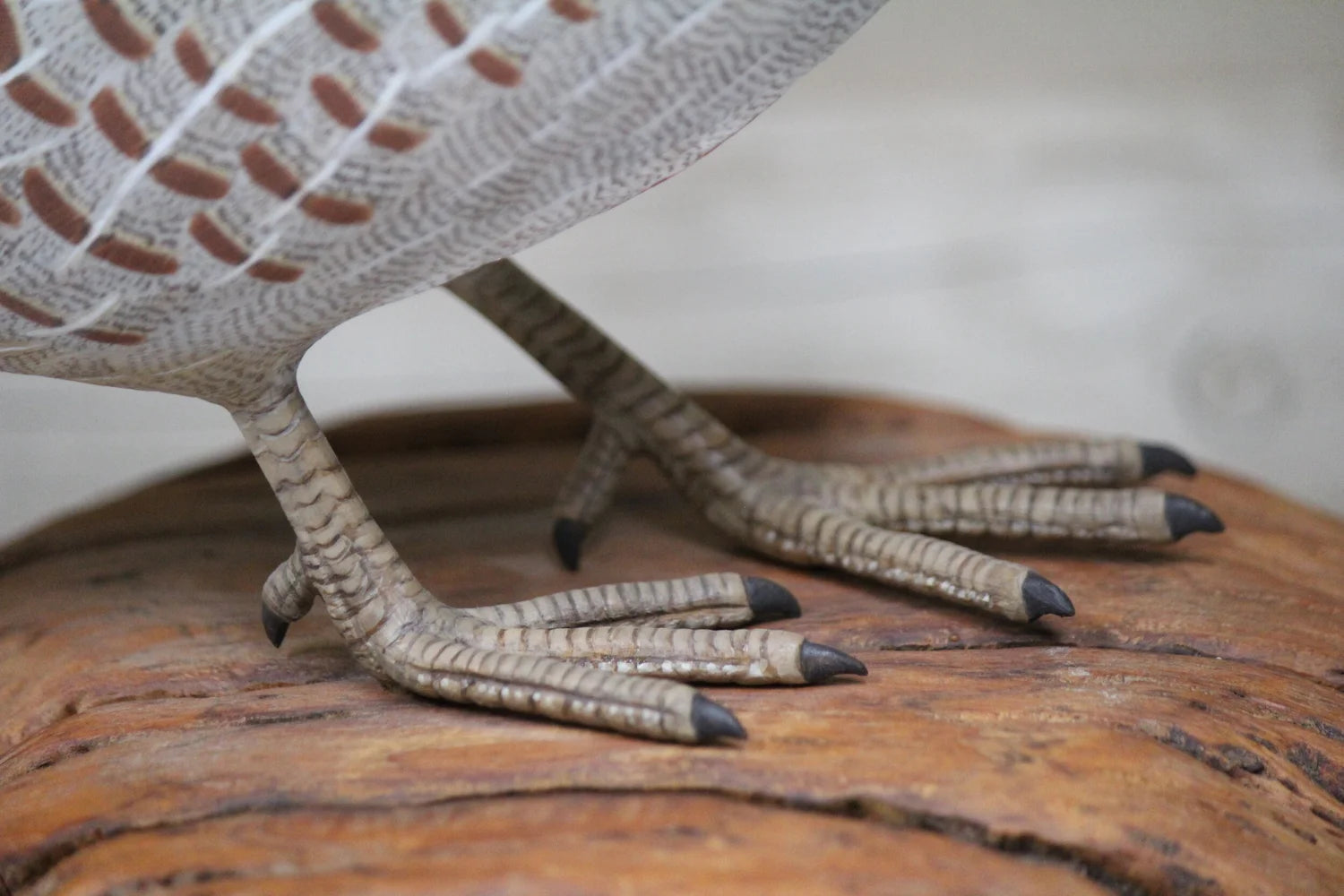 Hungarian Partridge