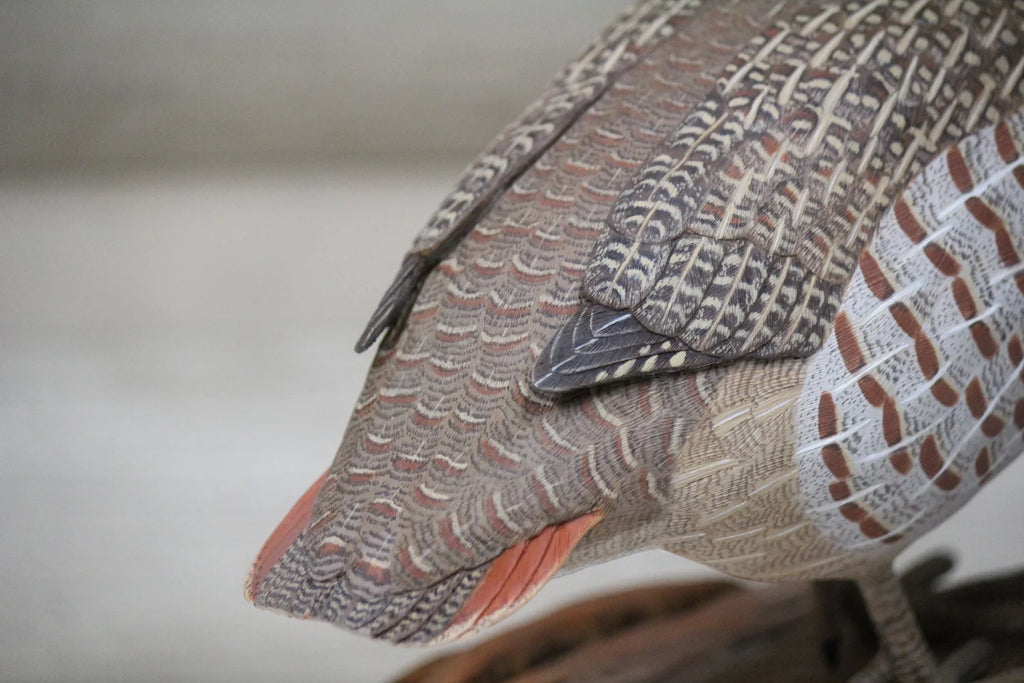 Hungarian Partridge