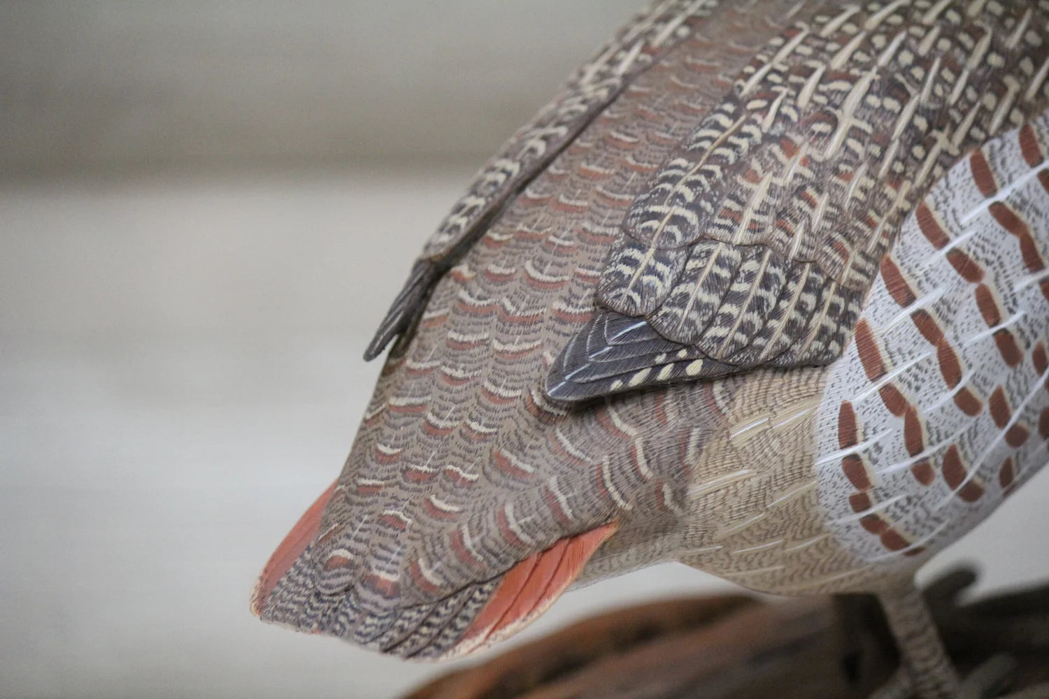 Hungarian Partridge