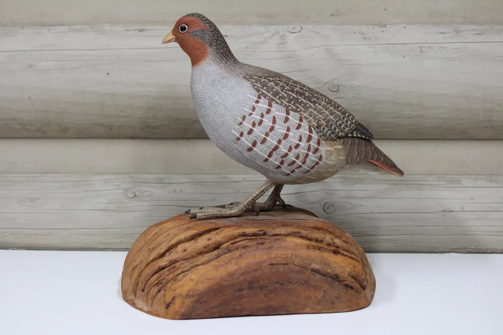 Hungarian Partridge