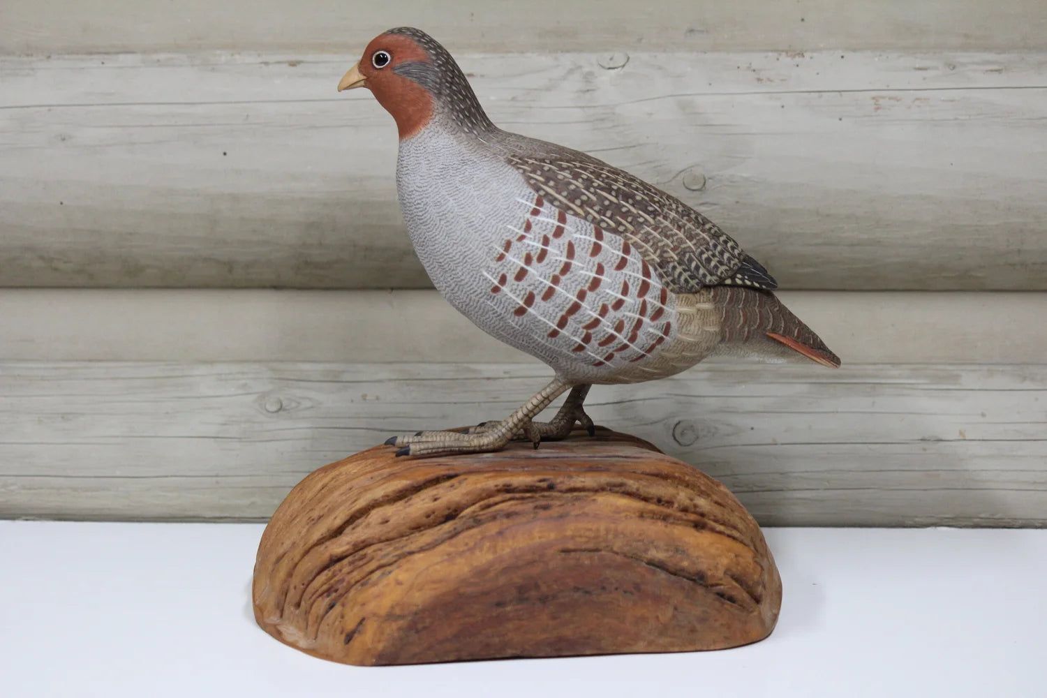 Hungarian Partridge