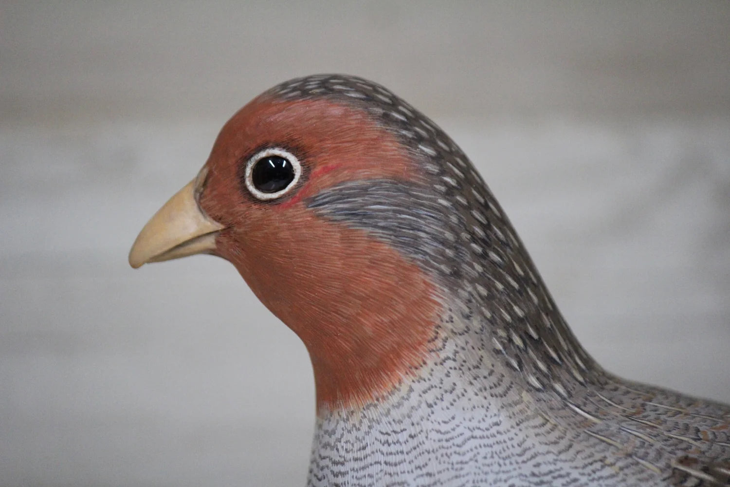 Hungarian Partridge