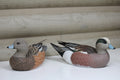 Widgeons