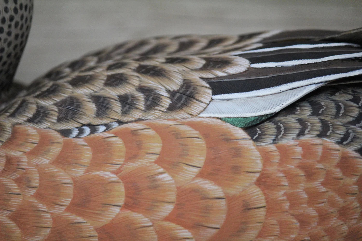 Widgeons