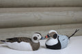 Long-tailed ducks