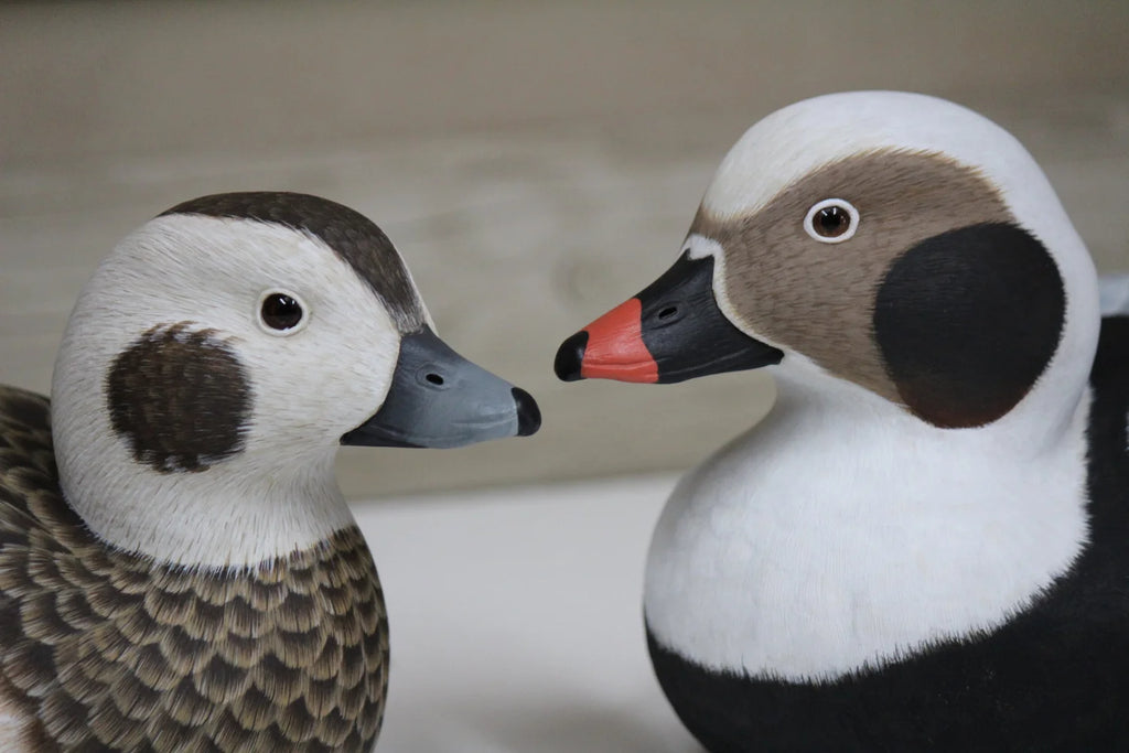 Long-tailed ducks