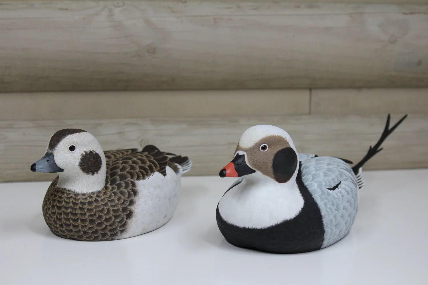 Long-tailed ducks