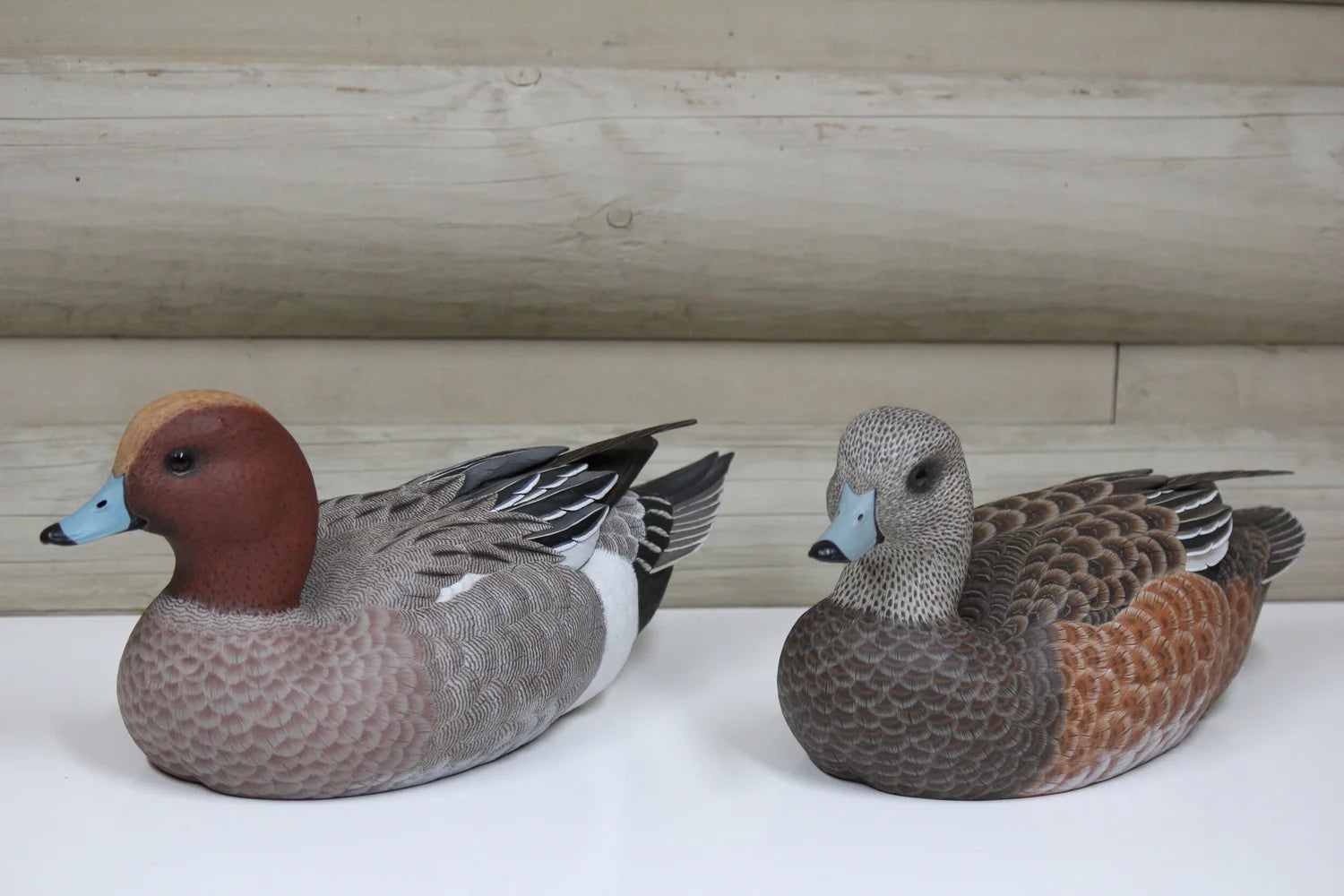 European Widgeons