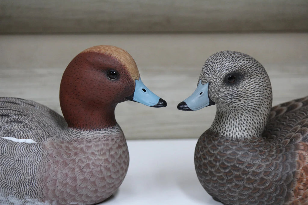 European Widgeons