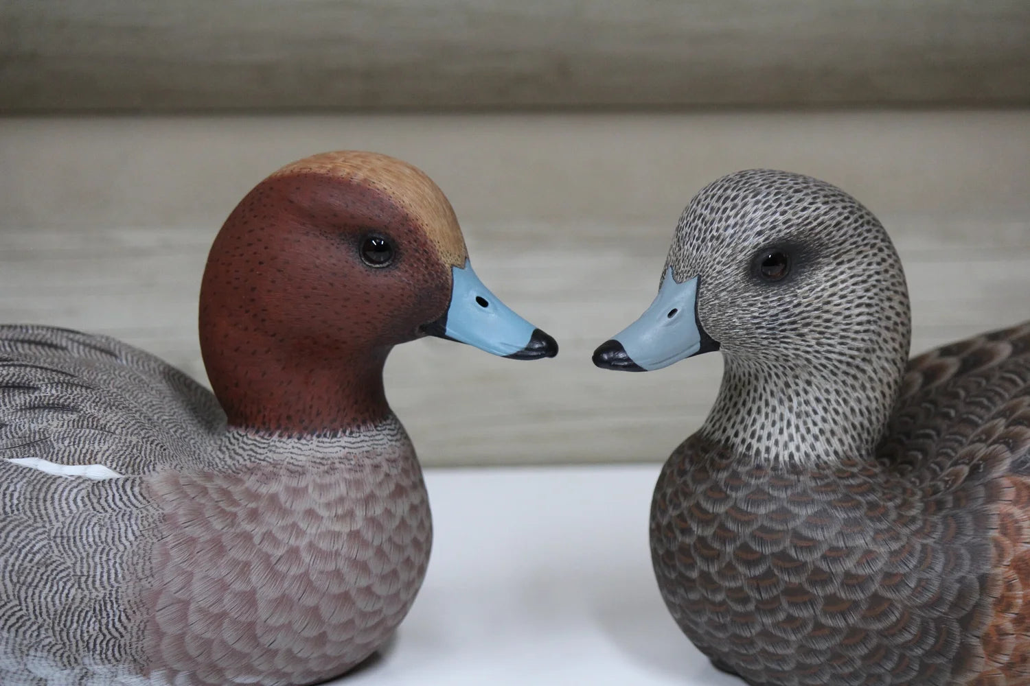 European Widgeons