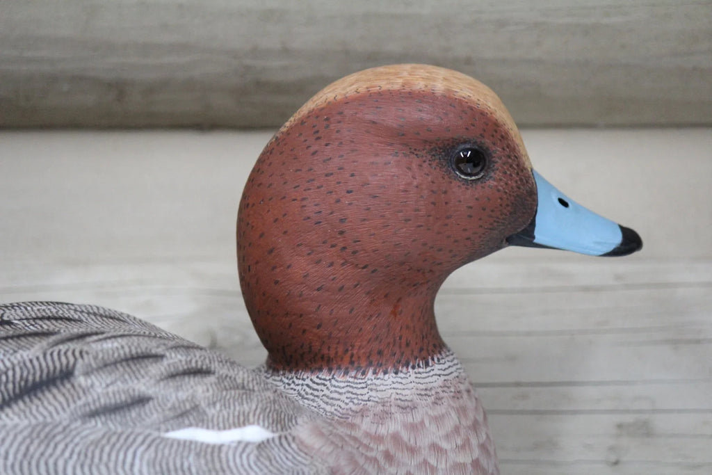 European Widgeons
