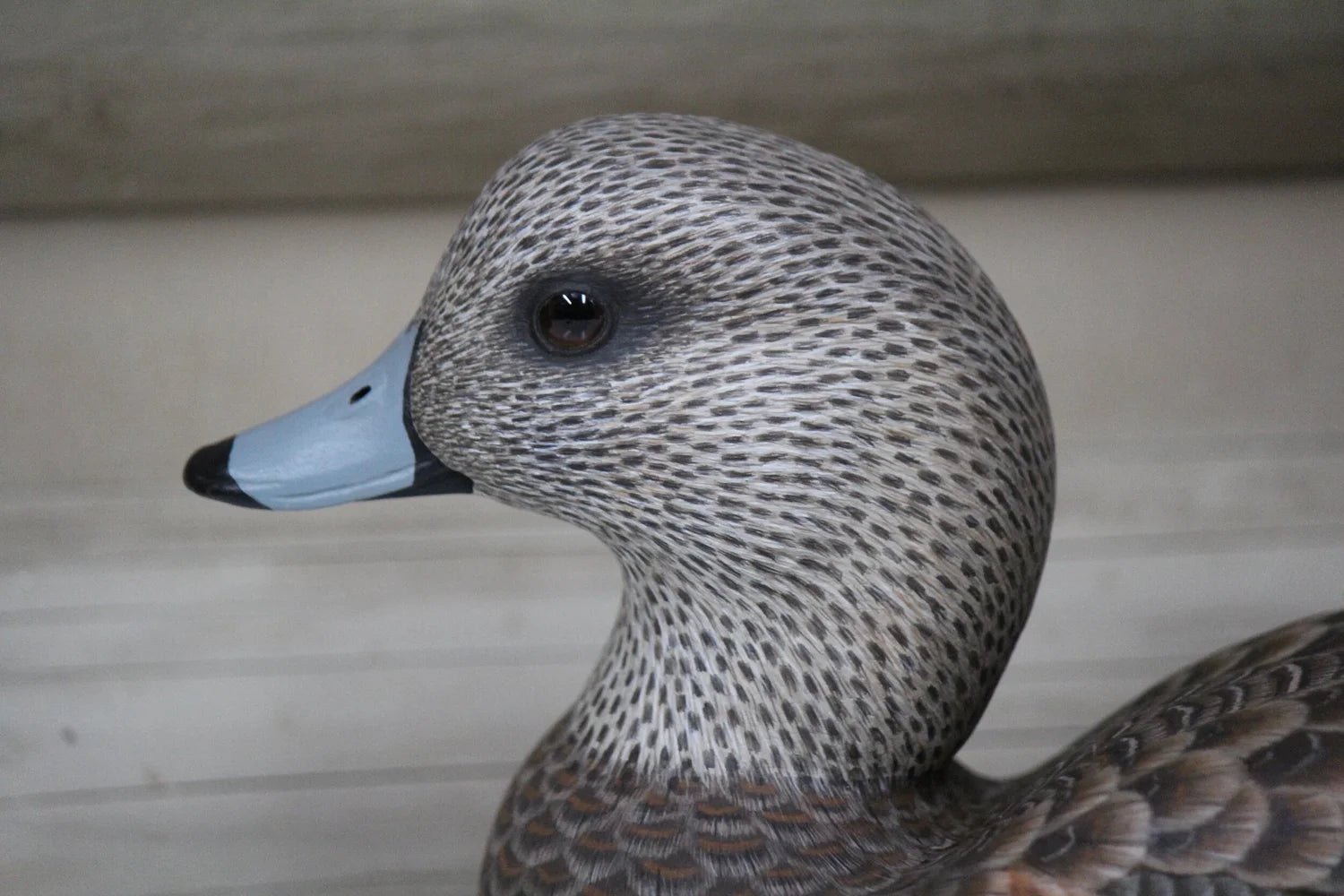 European Widgeons