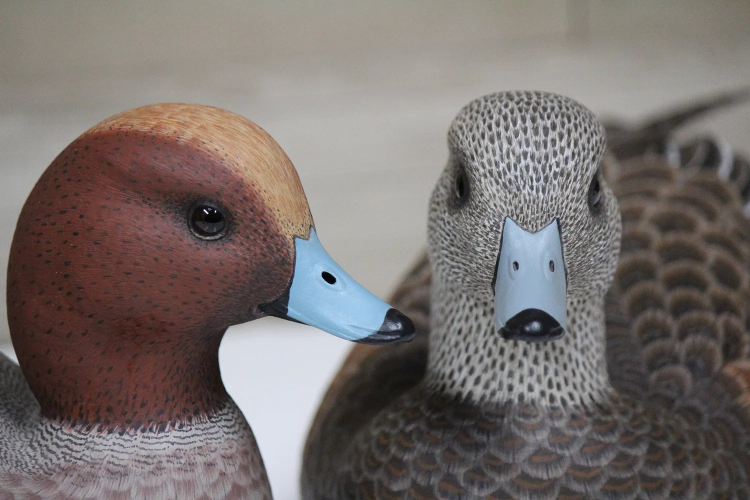 European Widgeons