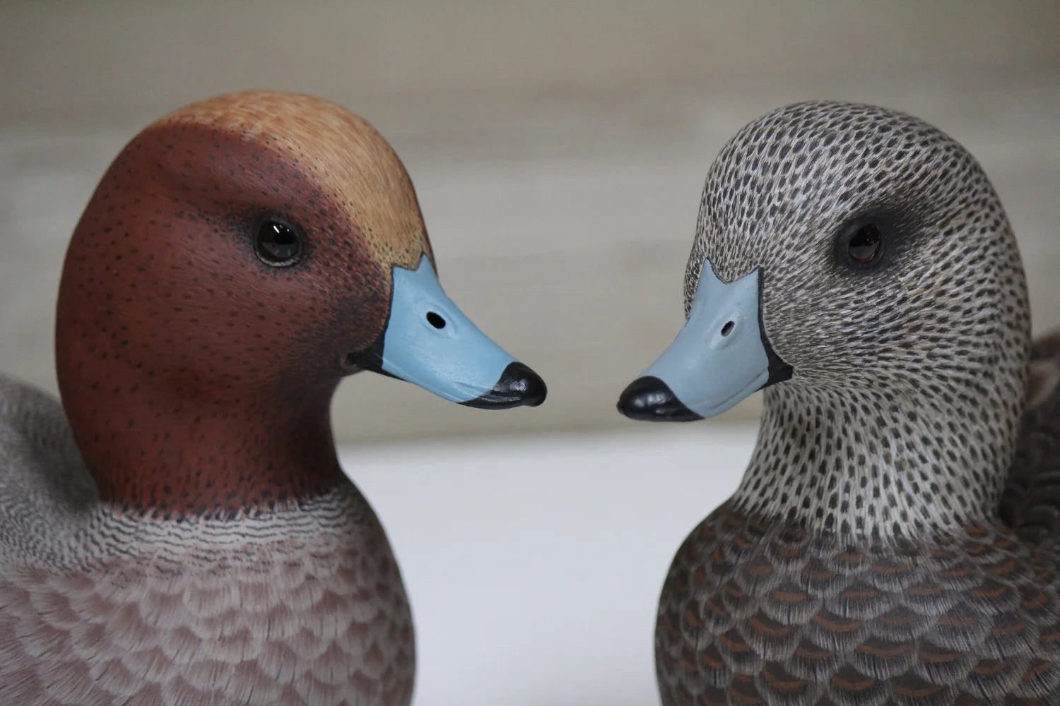 European Widgeons