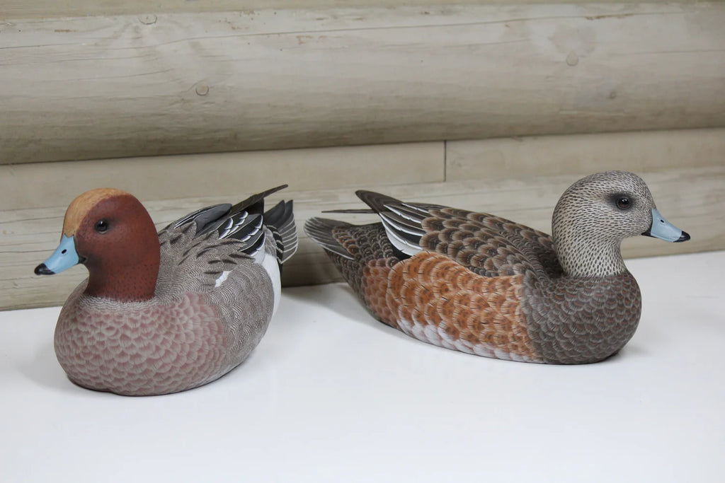 European Widgeons