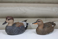 Gadwalls