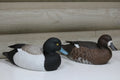 Lesser Scaup