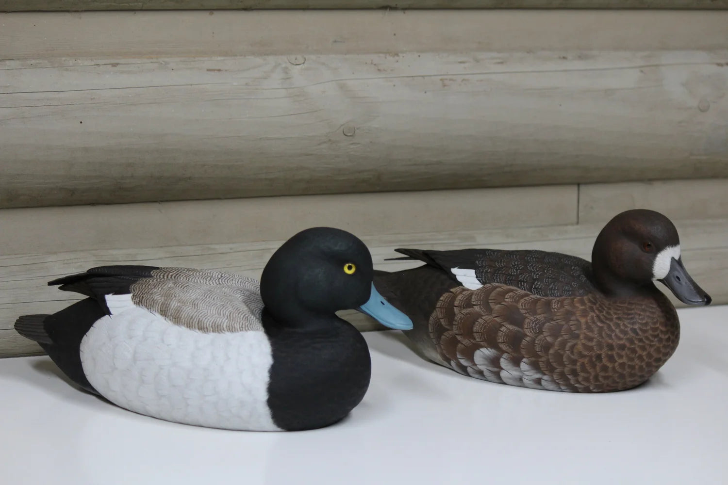 Lesser Scaup