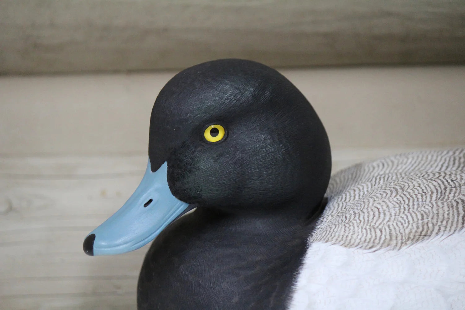Lesser Scaup