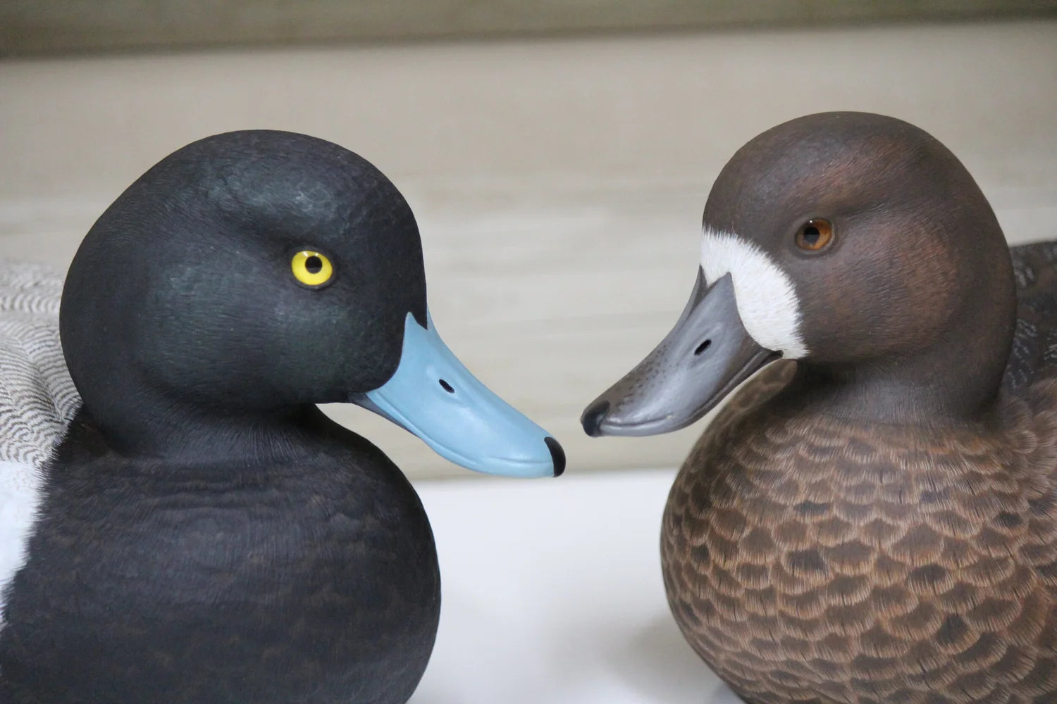 Lesser Scaup