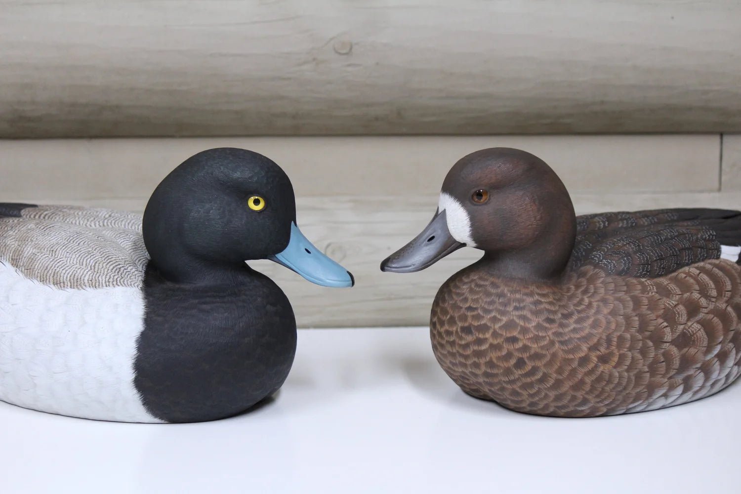 Lesser Scaup