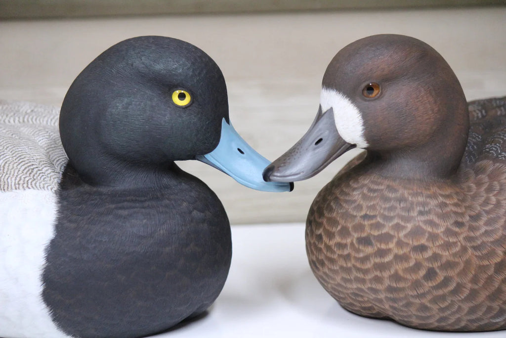 Lesser Scaup