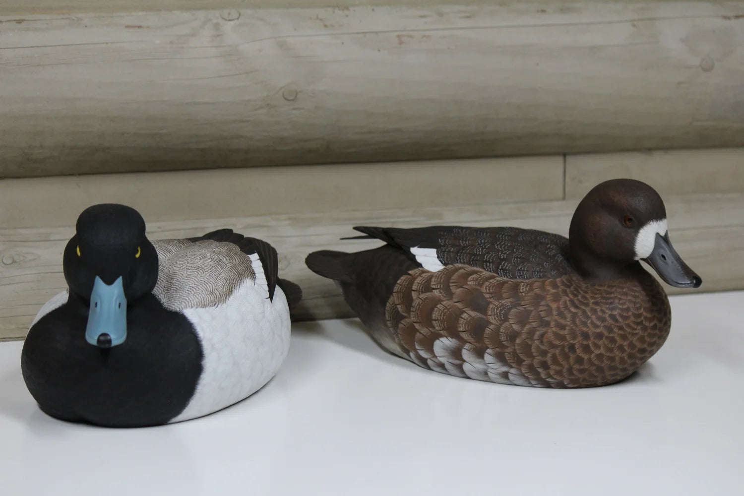 Lesser Scaup