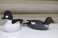 Common Goldeneyes