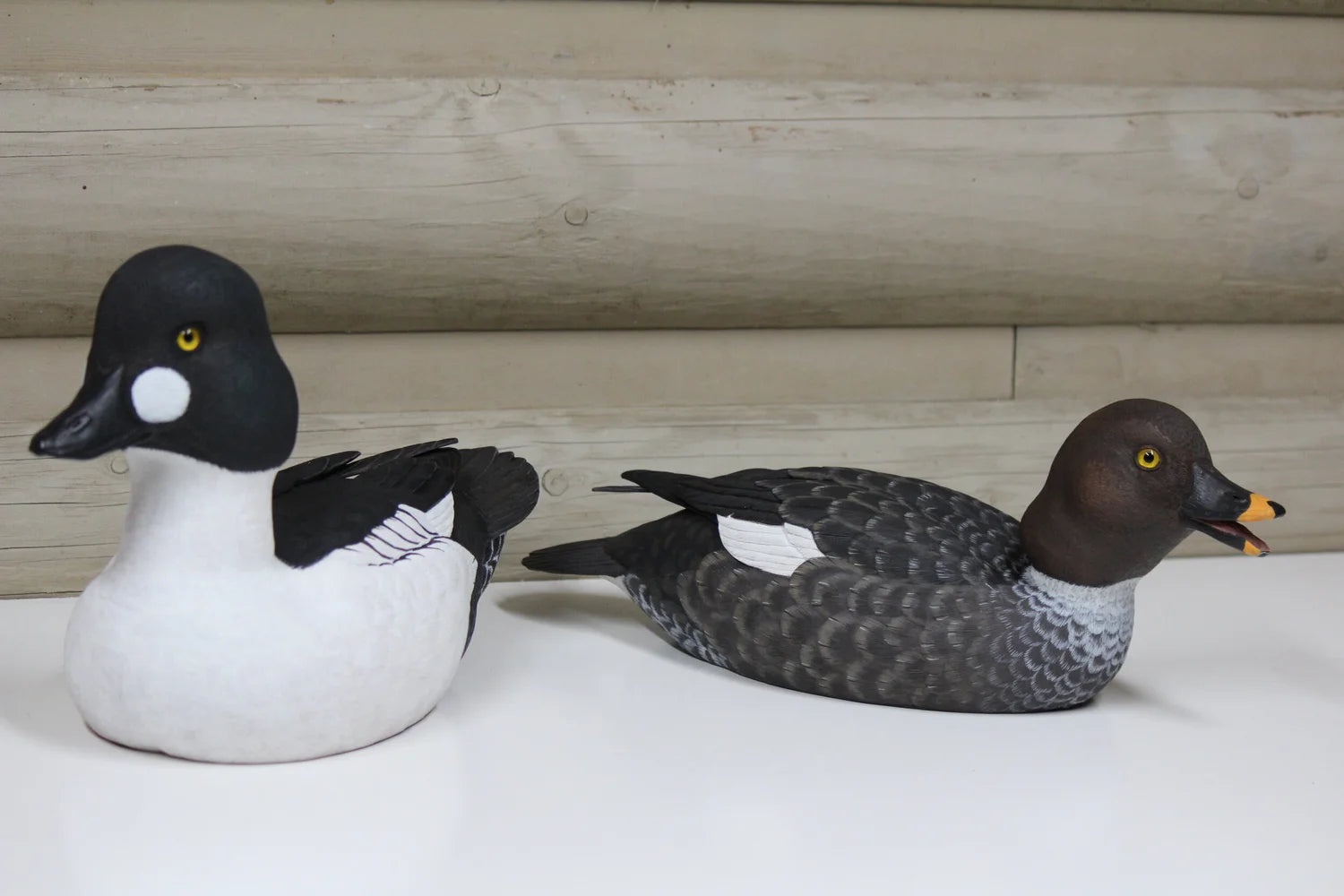 Common Goldeneyes