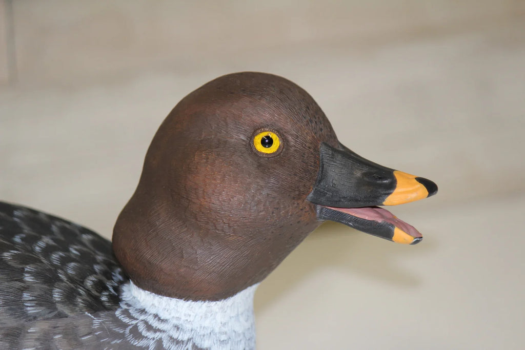 Common Goldeneyes