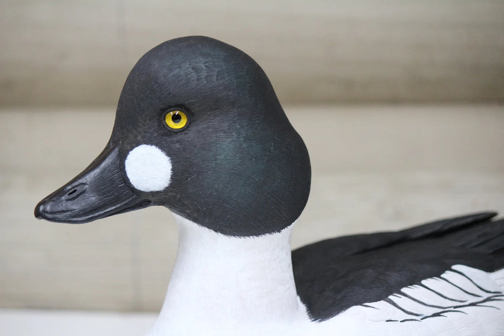 Common Goldeneyes