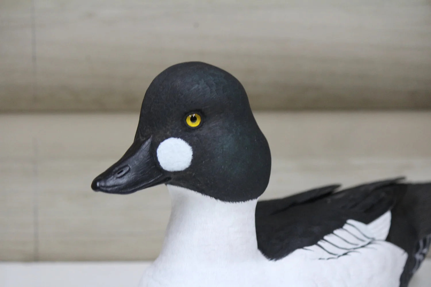 Common Goldeneyes