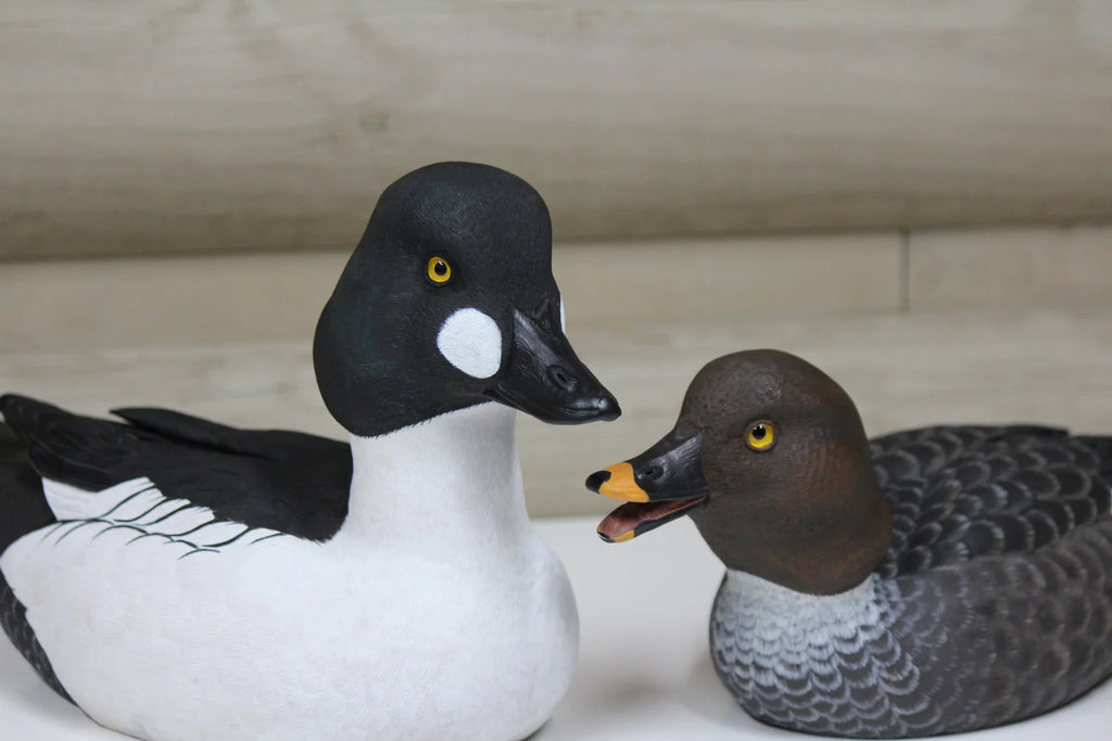 Common Goldeneyes