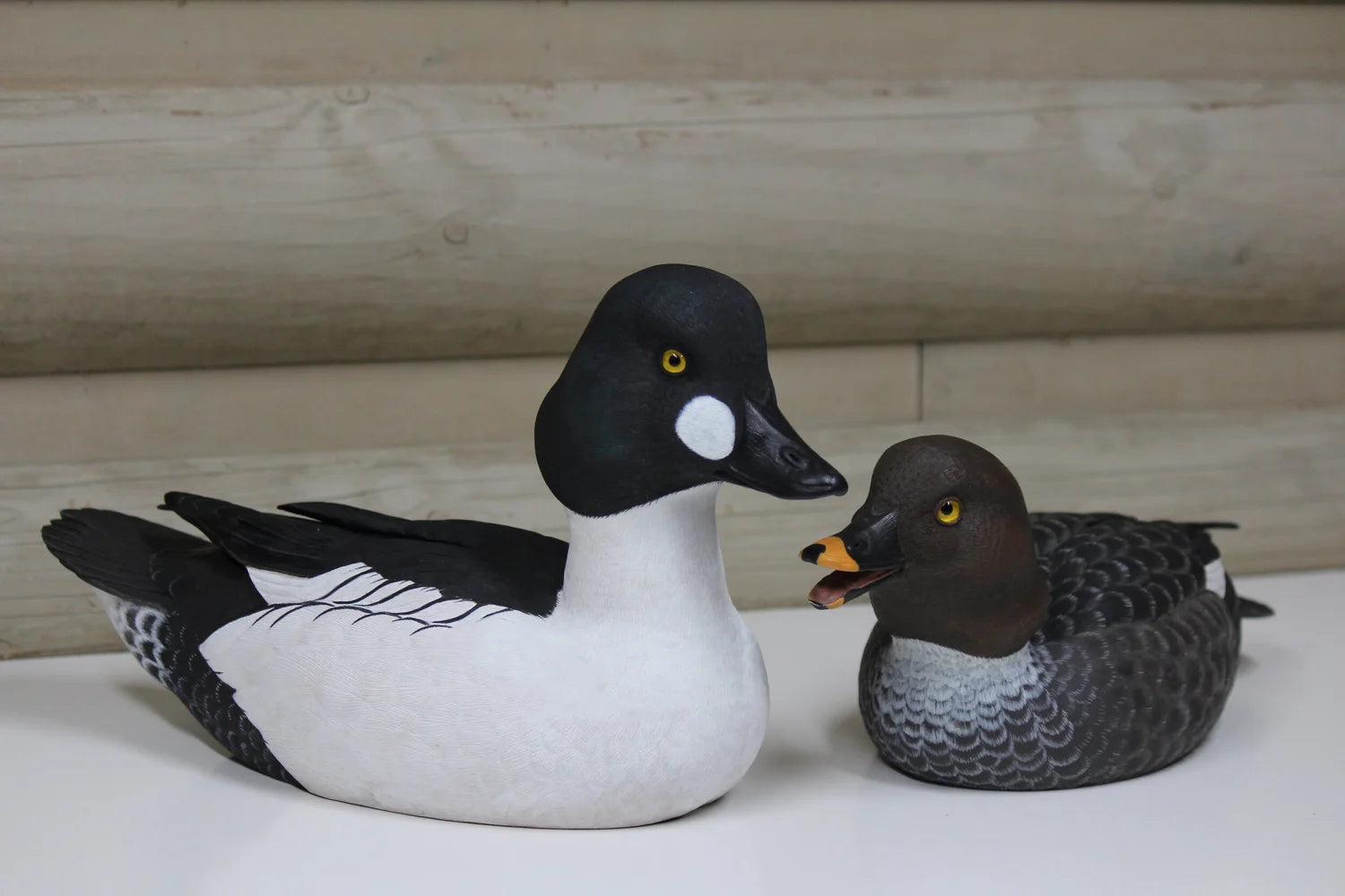 Common Goldeneyes