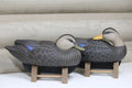 Black Ducks