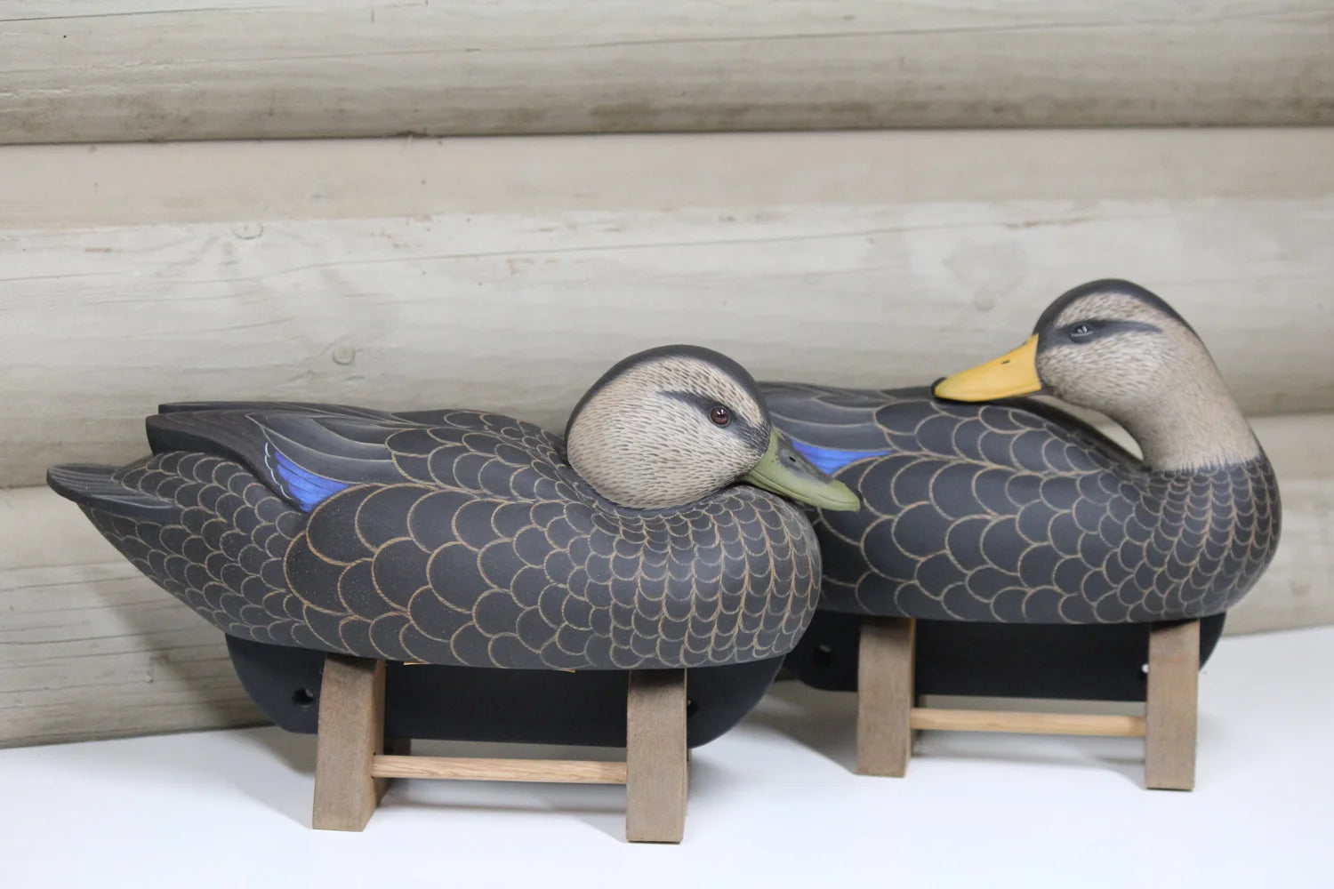 Black Ducks
