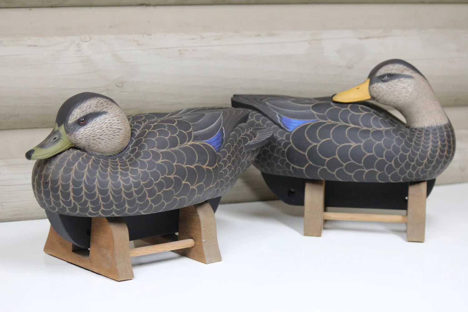 Black Ducks