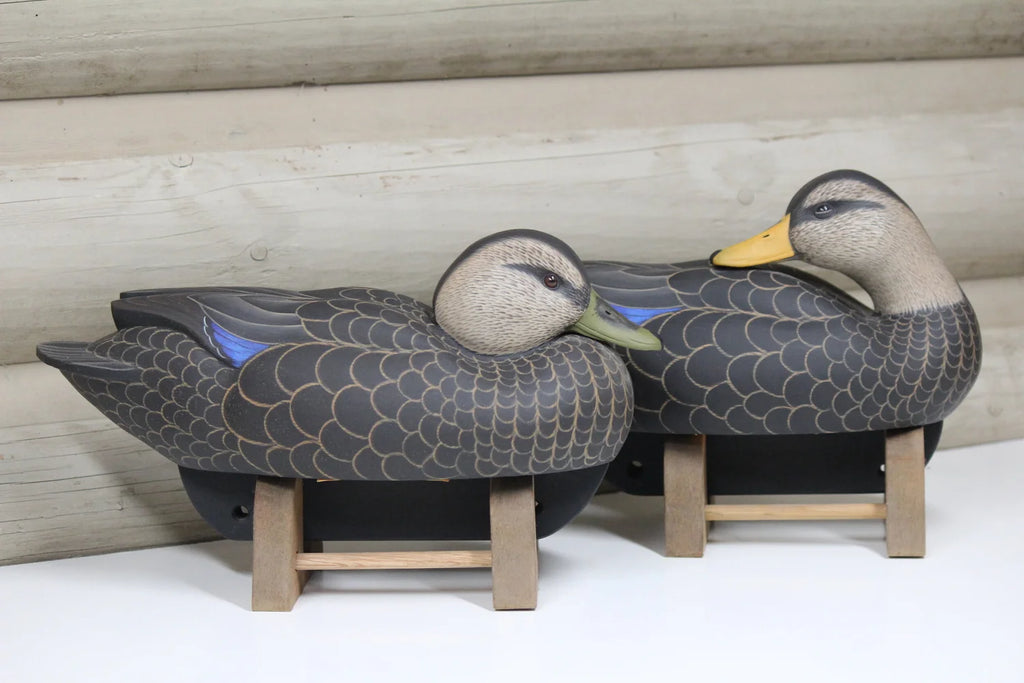 Black Ducks