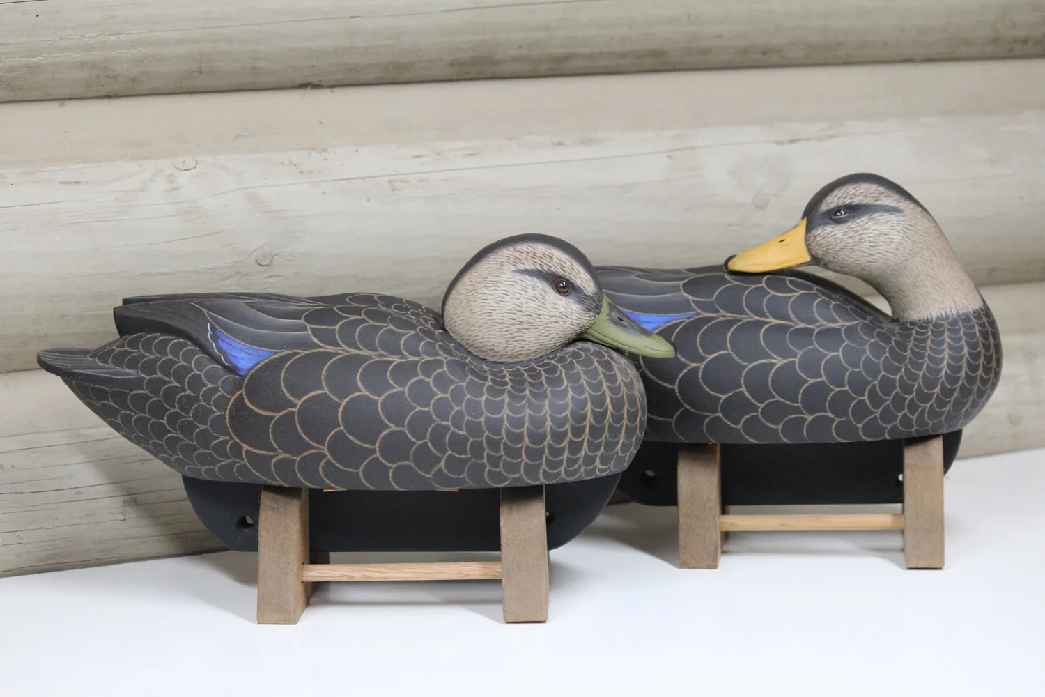 Black Ducks